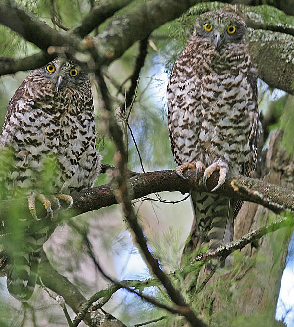 Observations Powerful Owl